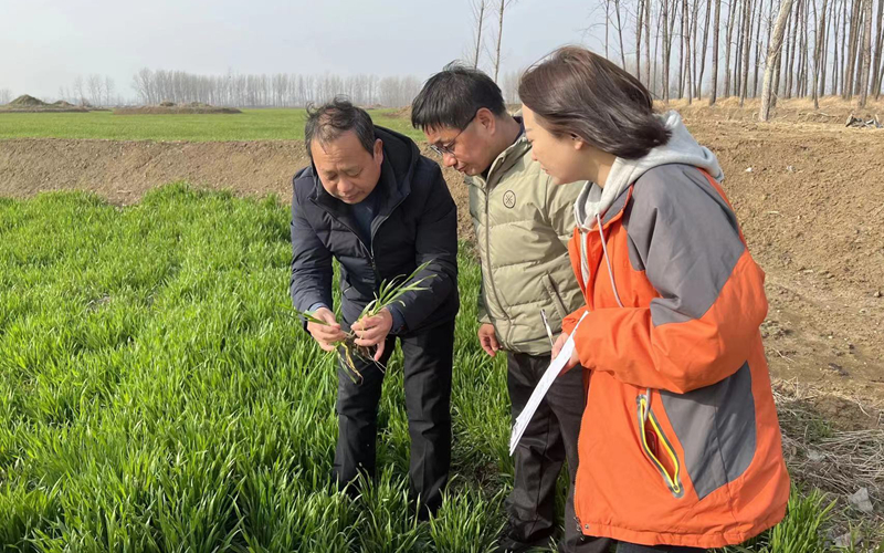 農(nóng)業(yè)大托管智庫(kù)專(zhuān)家為托管種植大戶(hù)傳經(jīng)送寶